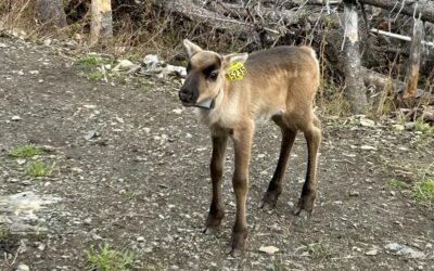 10 ans à pelletter par en avant la stratégie de rétablissement du caribou.